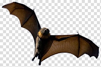 Bat Halloween Aile, bat transparent background PNG clipart