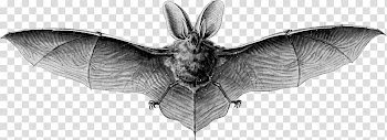 Bat , Megabat Drawing Illustration, Bat transparent background PNG clipart