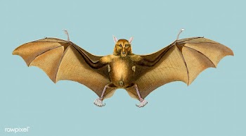 Bat (Roufsette) illustrated by Charles Dessal.. | Free stock vector - 467705