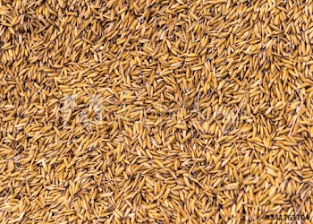 Batch of oats