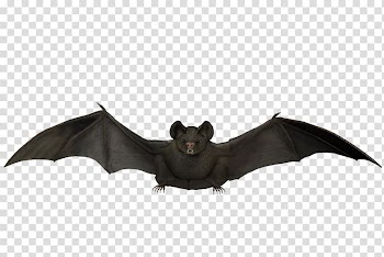 Batman Visual arts Flight, Flying bat transparent background PNG clipart
