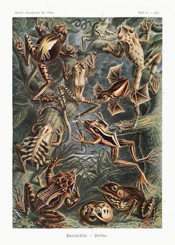 Batrachia&ndash;Fr&ouml;sche from Kunstformen der Natur (1904) by Erns.. | Free public domain illustration - 2267768