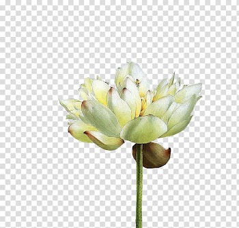 Battery charger, White Lotus transparent background PNG clipart