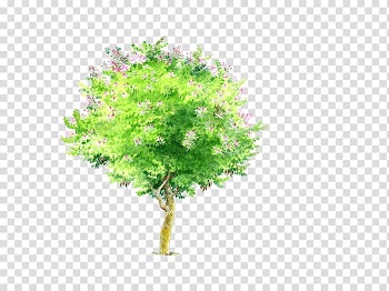 Bauhinia variegata Bauhinia xd7 blakeana Phanera purpurea Tree, tree transparent background PNG clipart