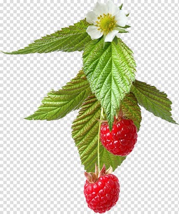Bavarian cream Fruit Frutti di bosco , Fresh raspberries transparent background PNG clipart