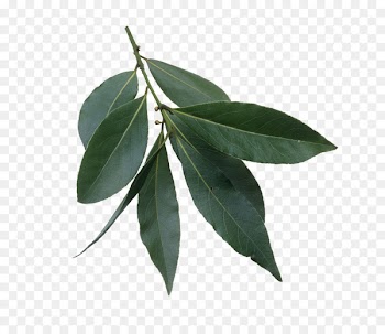Bay Laurel Bay leaf - others 
