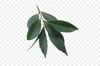Bay laurel Bay leaf Portable Network Graphics Clip art Herb - laurel quen 
