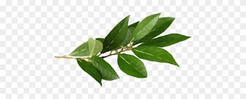 Bay Leaf Herb Illustration Transparent Png - Herb