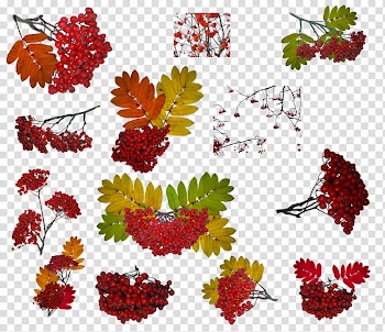 Bayas, red fruit and leaves transparent background PNG clipart