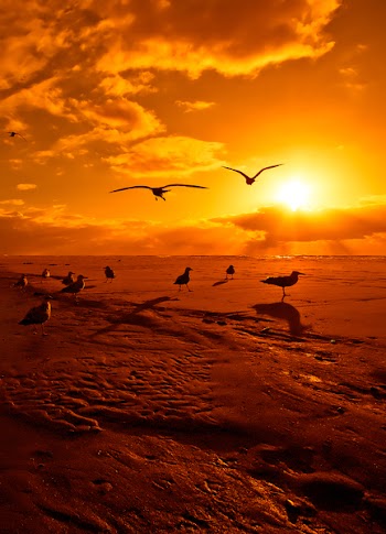 Beach and seagulls in sunset colors