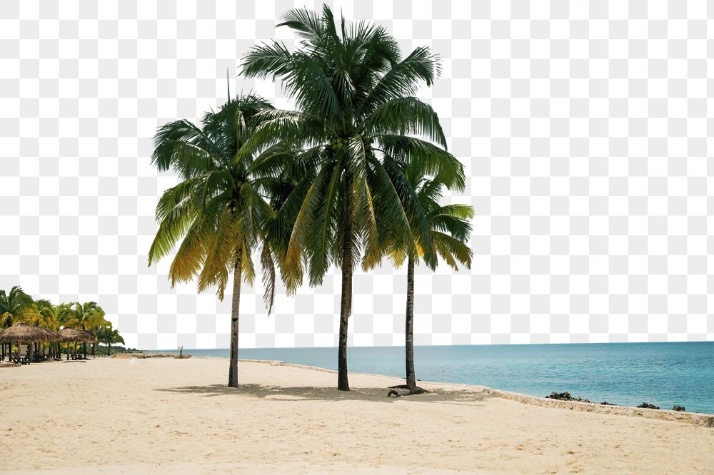 Beach border png, tropical nature, | Free PNG - rawpixel