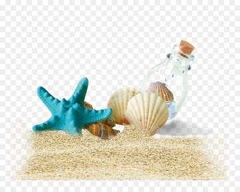 Beach Bottle Download - Beach shells drift bottles 