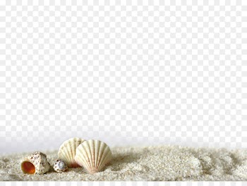 Beach of La Concha Seashell Sand Light - Shell Beach 