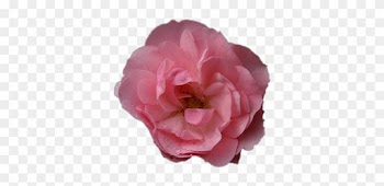 Beach Rose