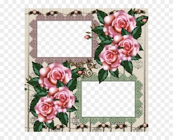 Beach Rose
