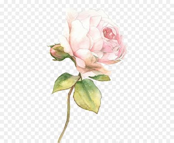 Beach rose Desktop Wallpaper u7384u5e7b - Pink roses 