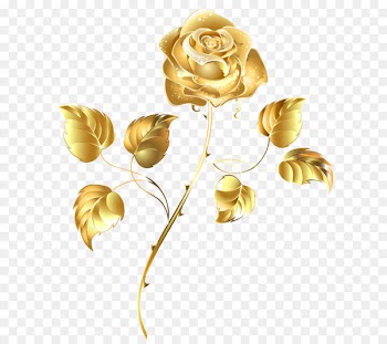 Beach rose Download - Golden Rose 
