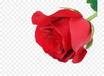 Beach rose Flower - A rose 