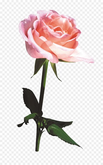 Beach rose Flower bouquet Gratis - Flower Bouquet,Beautiful bouquet 