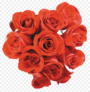 Beach rose Flower Garden roses Image Design - flower 