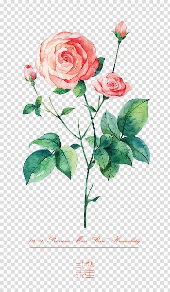 Beach rose Flower Illustration, Hand-painted roses transparent background PNG clipart