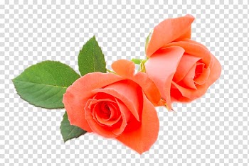 Beach rose Flower Orange, Pink rose transparent background PNG clipart