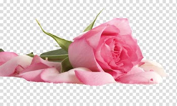 Beach rose Flower Pink Color Petal, rose, pink roses close-up transparent background PNG clipart