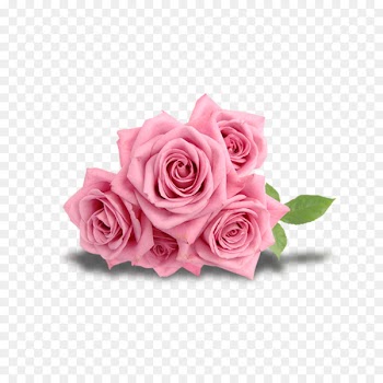 Beach rose Flower Pink - Rose gift 