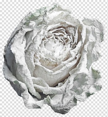 Beach rose Flower White Garden roses, White roses transparent background PNG clipart