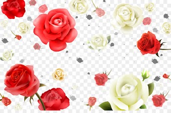 Beach rose Flower White Petal - Red and white roses background material 
