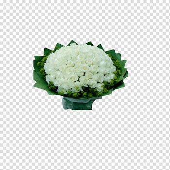 Beach rose Flower White, White roses transparent background PNG clipart