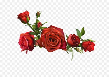 Beach rose Flower Yellow Wallpaper - Red Rose Pictures 