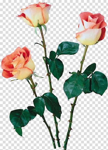 Beach rose Garden roses Cut flowers Multiflora rose, flower transparent background PNG clipart