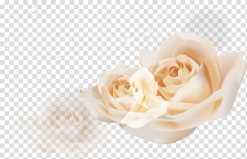 Beach rose Garden roses Euclidean White, White roses transparent background PNG clipart