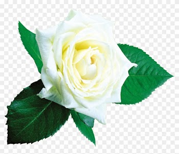 Beach Rose Garden Roses Flower Centifolia Roses - Rose