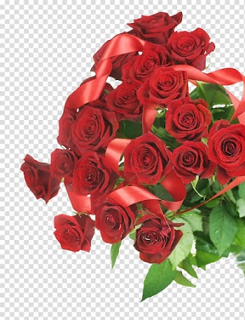 Beach rose Garden roses Flower, The red ribbon wound the rose beam transparent background PNG clipart