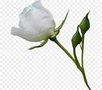 Beach rose Garden roses Flower - White roses 