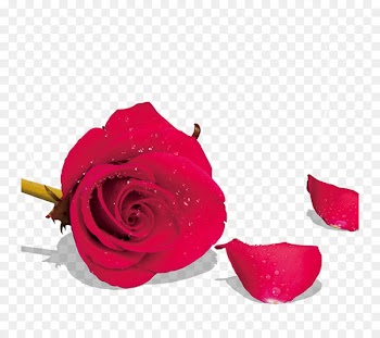 Beach rose Garden roses Petal Flower - Rose 