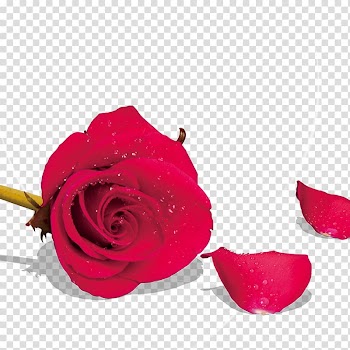 Beach rose Garden roses Petal Flower, Rose transparent background PNG clipart