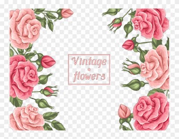 Beach Rose Garden Roses Pink Centifolia Roses - Roses Border Png