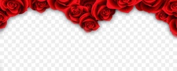 Beach rose Garden roses Red Flower - Rose Border 