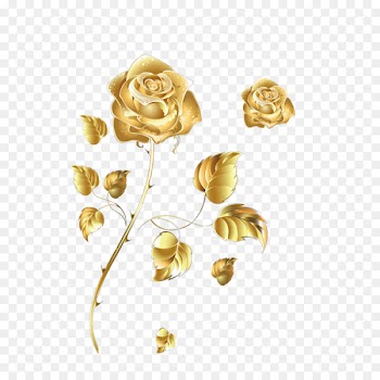 Beach rose Golden Rose Color - Golden Rose 