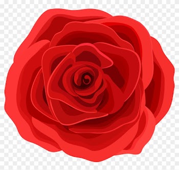 Beach Rose Graphic Design Flower - Red Rose Graphic