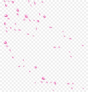 Beach rose Petal Drop Flower - Beautiful pale pink petals falling 