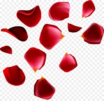 Beach rose Petal Euclidean vector - Floating rose petals 
