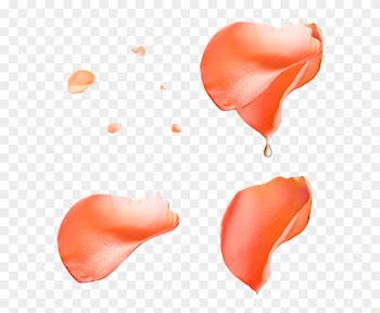 Beach Rose Petal Flower Pink - Transparent Pink Rose Petals Png