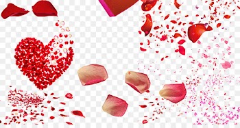 Beach rose Petal Heart - Love rose floating elements 