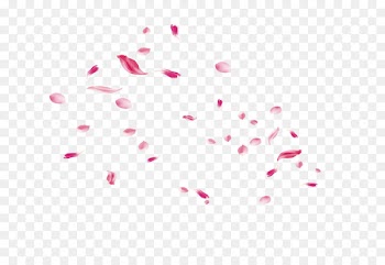 Beach rose Petal Pink Flower - Peach petals,festival,Flowers,Fall decoration,Pink Creative,Petals wedding,Rose Petals 