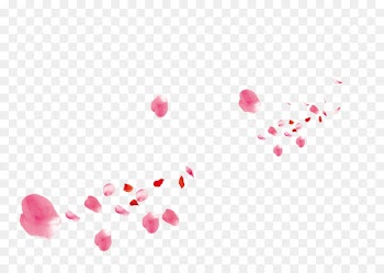 Beach rose Petal Pink Flower - Pink rose petals 