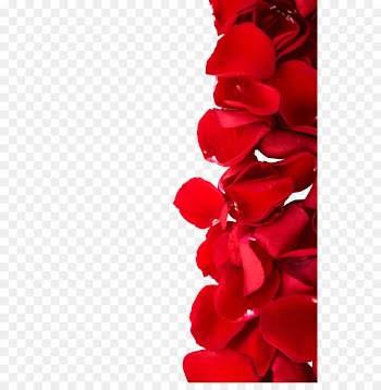 Beach rose Red Color Dia dos Namorados Photography - petal,rose,Valentine's Day,Women's Day 